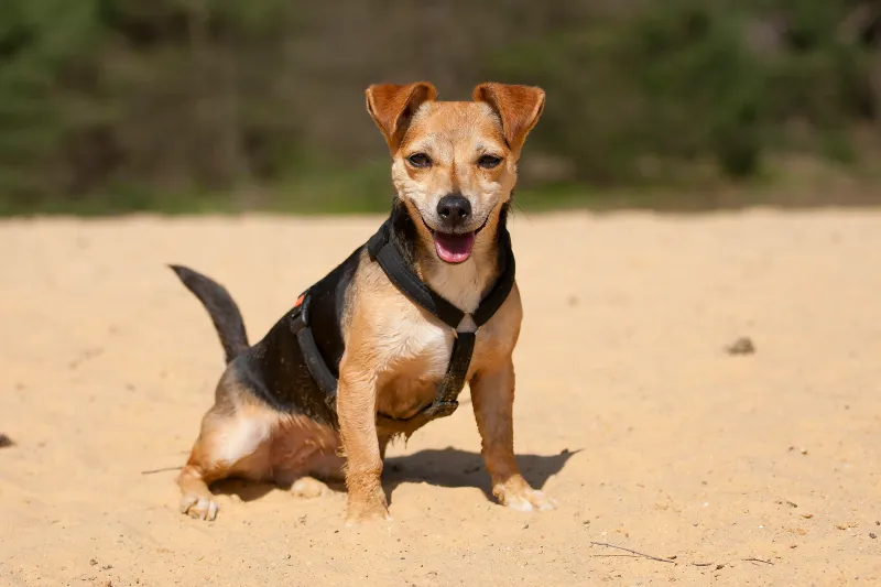 Dachshund Jack Russell (Dachshund + Jack Russell Terrier)