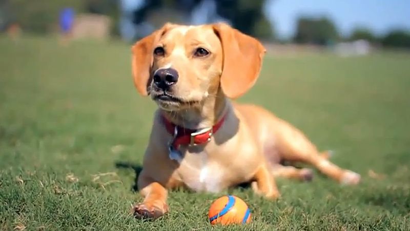 Dachshund Lab (Dachshund + Labrador Retriever)