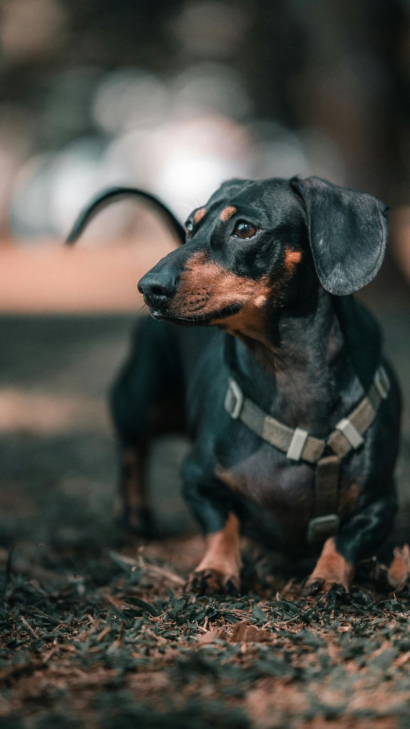 Dachshund (Miniature)