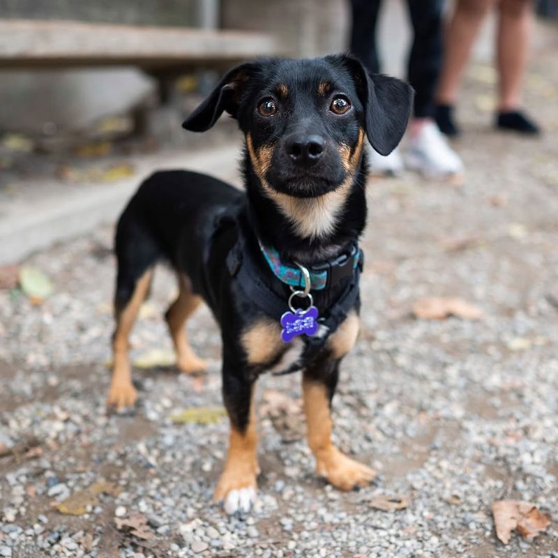 Dachshund Pinscher (Dachshund + Miniature Pinscher)