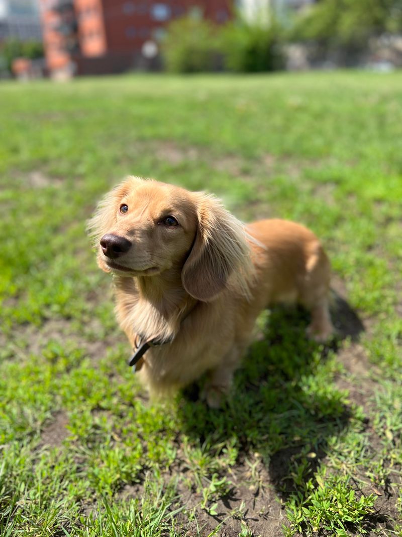 Dachshund Retriever (Dachshund + Golden Retriever)