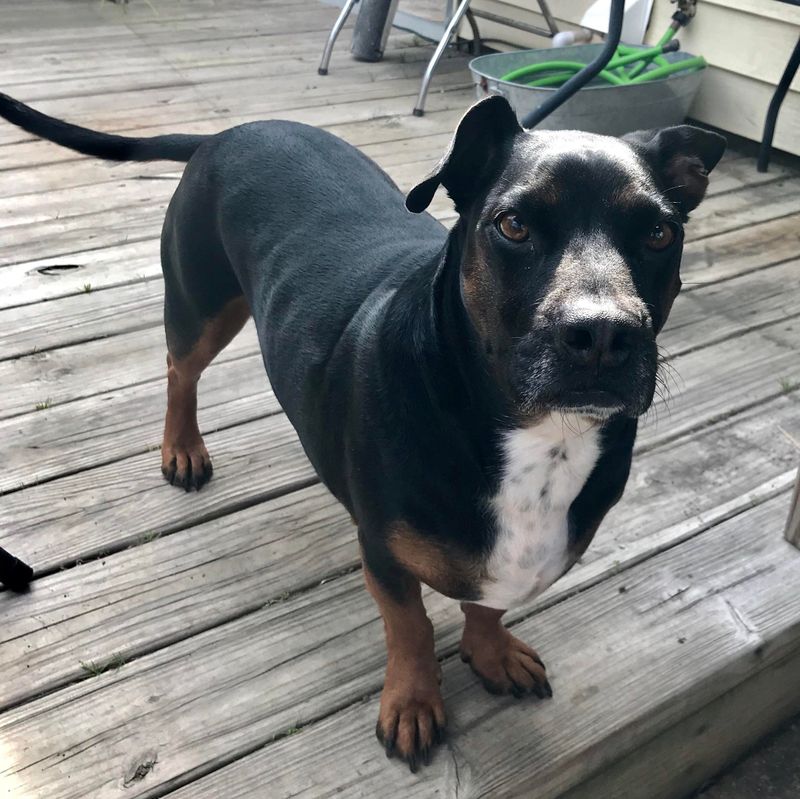 Dachshund Rottweiler (Dachshund + Rottweiler)