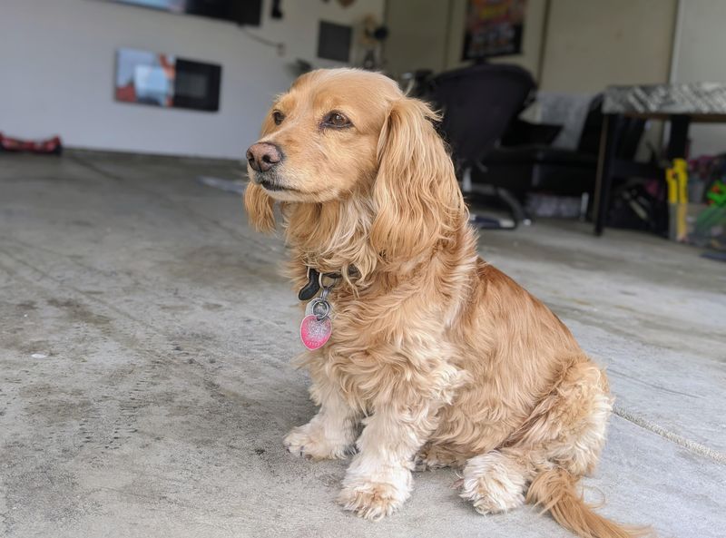 Dachshund Spaniel (Dachshund + Cocker Spaniel)