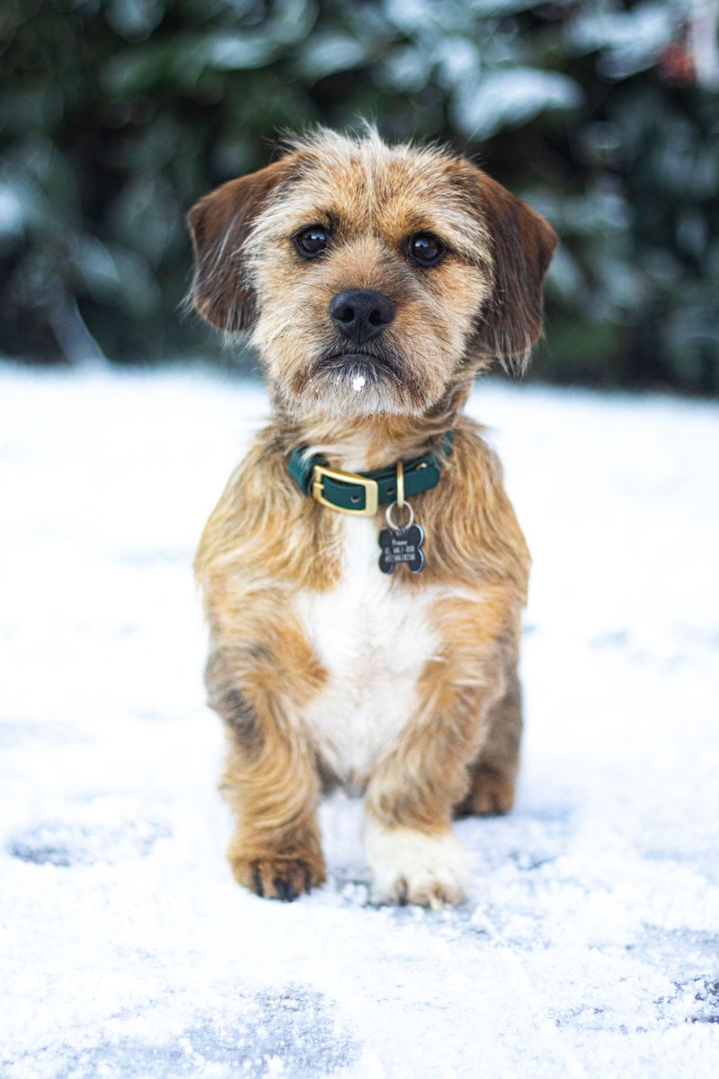 Dachsi Apso (Dachshund + Lhasa Apso)