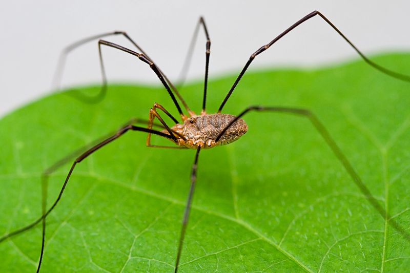 Daddy Long Legs