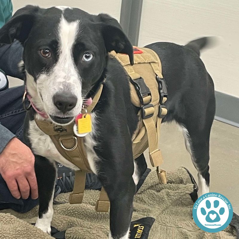 Daisy the Search and Rescue Dog