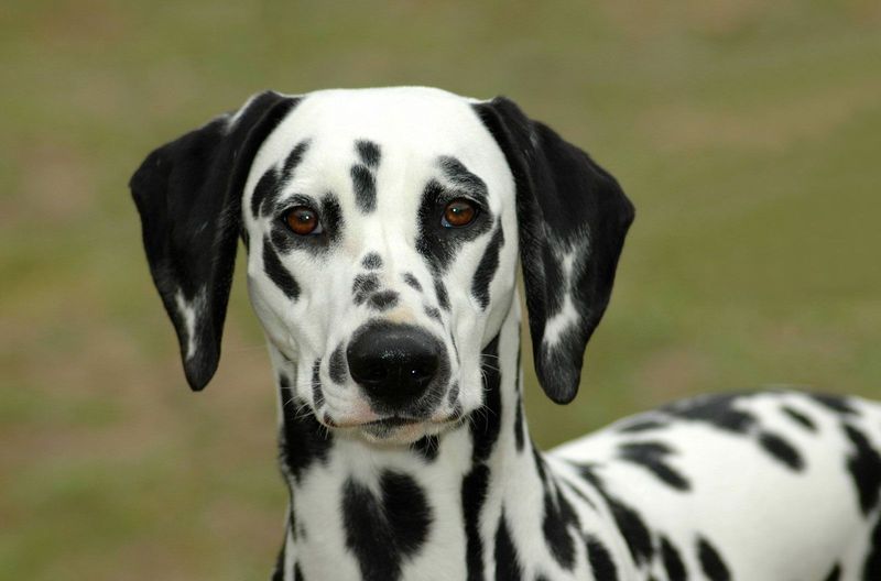 Dalmatian