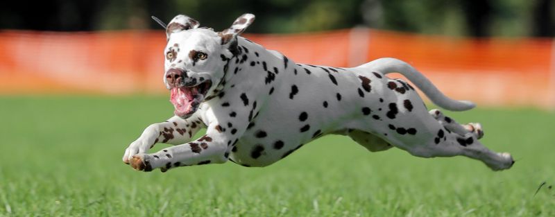 Dalmatian