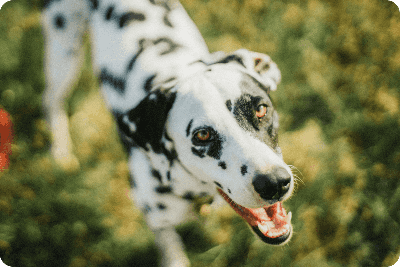 Dalmatian