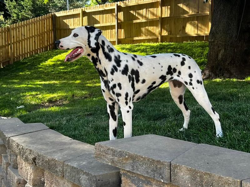 Dalmatian