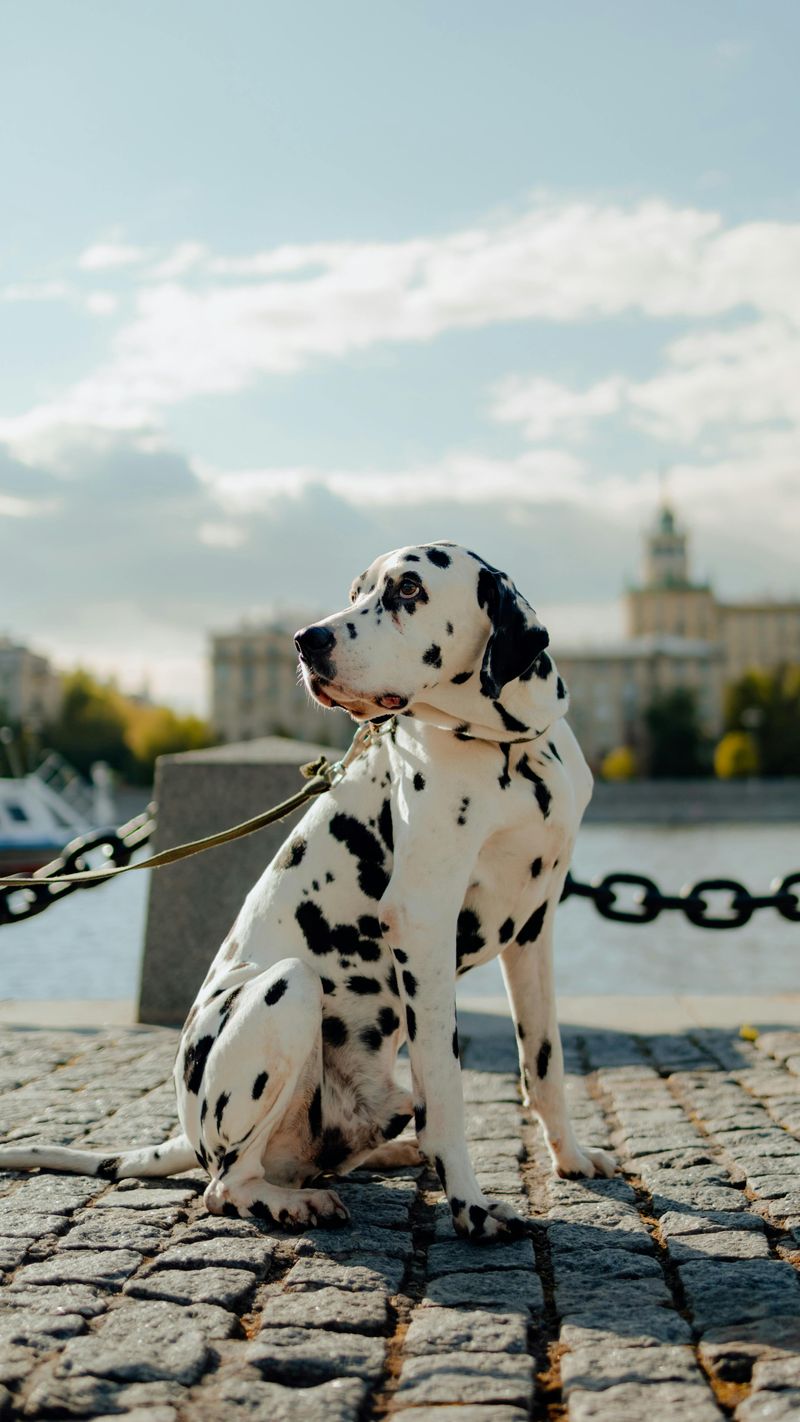 Dalmatian