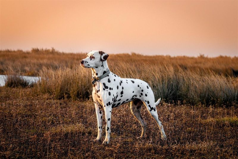 Dalmatian