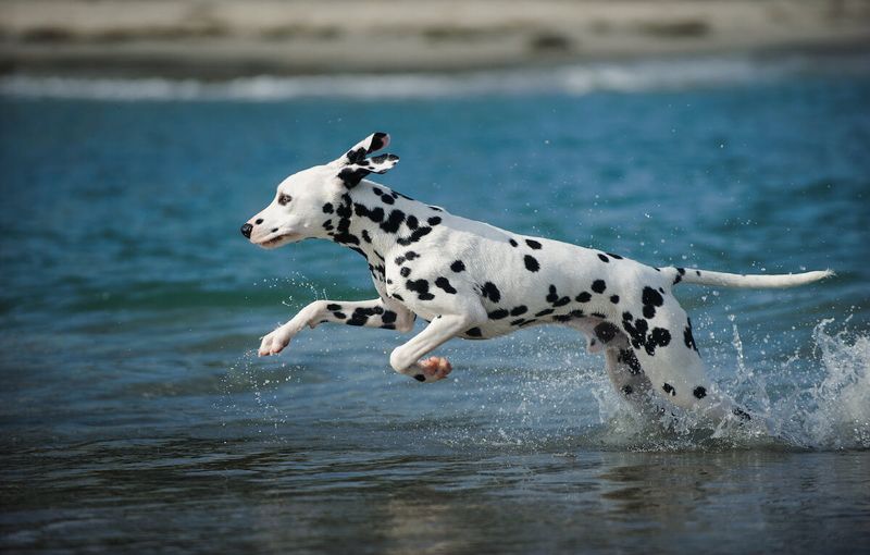 Dalmatian