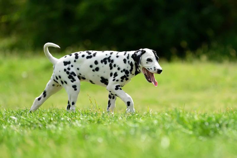 Dalmatian