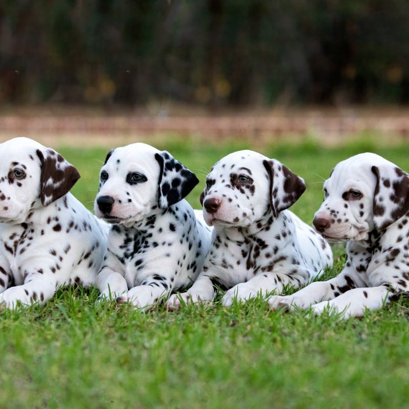 Dalmatian