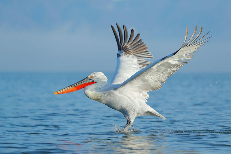 Dalmatian Pelican