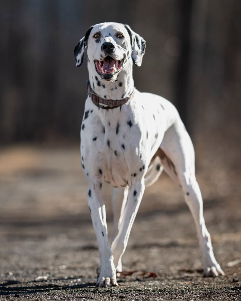 Dalmation