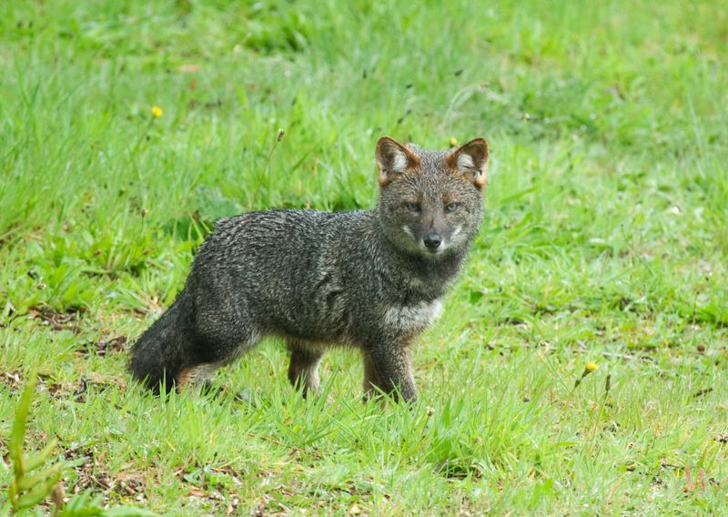 Darwin's Fox (Lycalopex fulvipes)