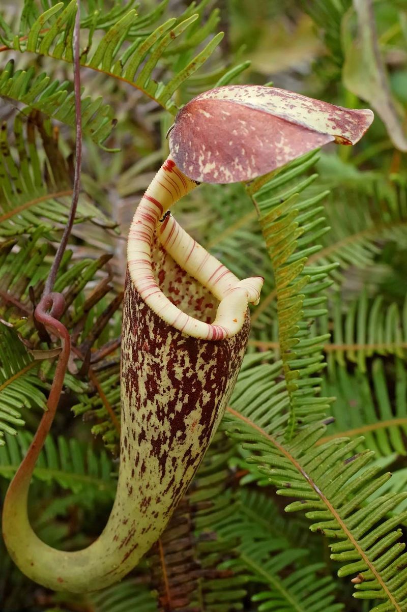 David Attenborough's Pitcher Plant (Nepenthes attenboroughii)