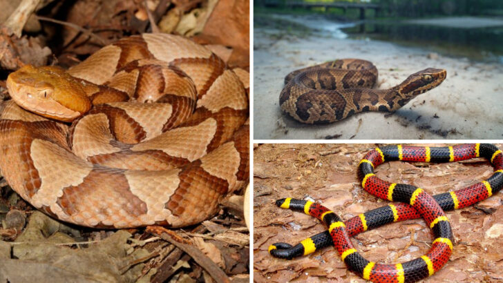 Top 20 Deadliest Snakes Found in U.S. States