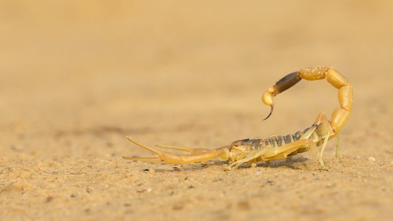 Deathstalker Scorpion