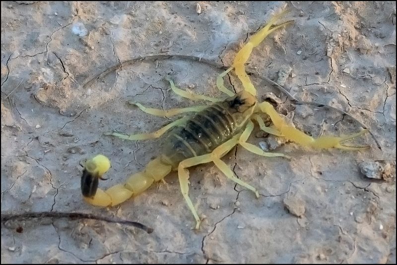 Deathstalker Scorpion
