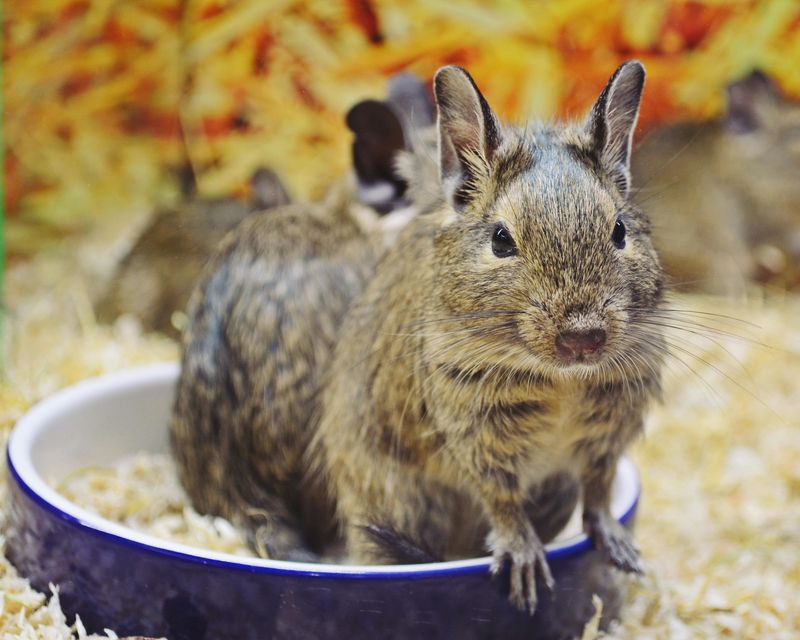 Degu