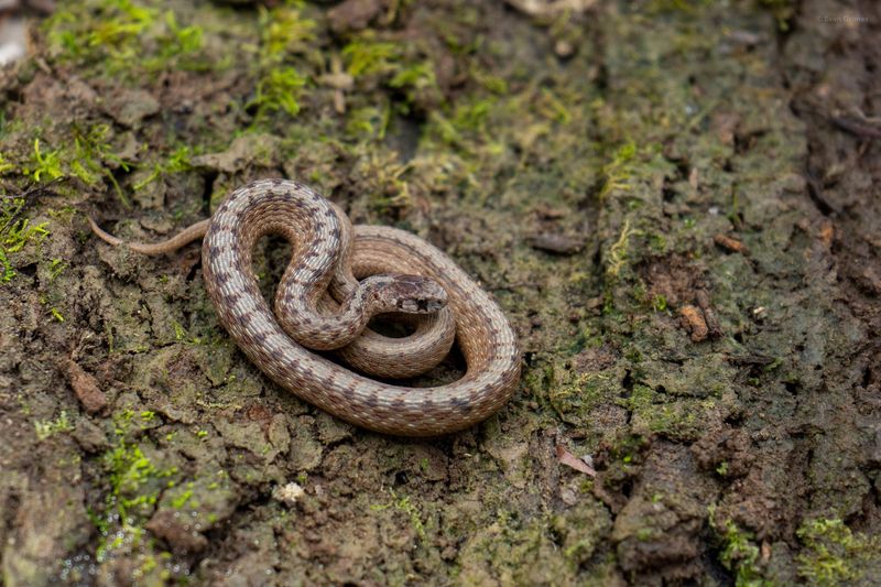 Dekay's Brown Snake