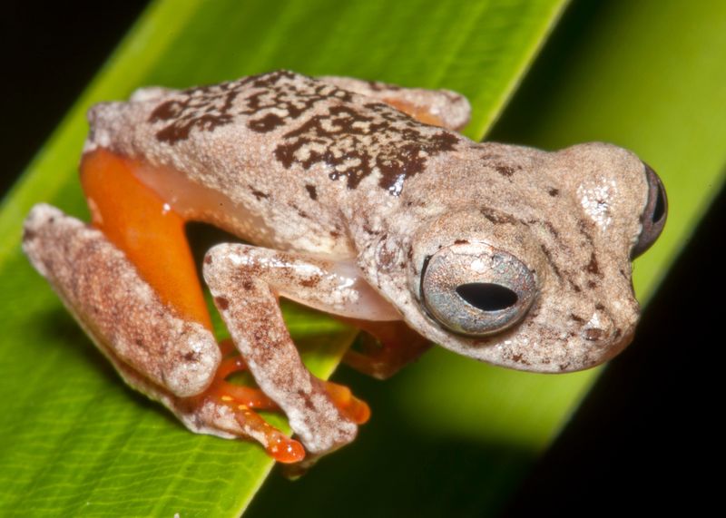 Dendropsophus ozzyi