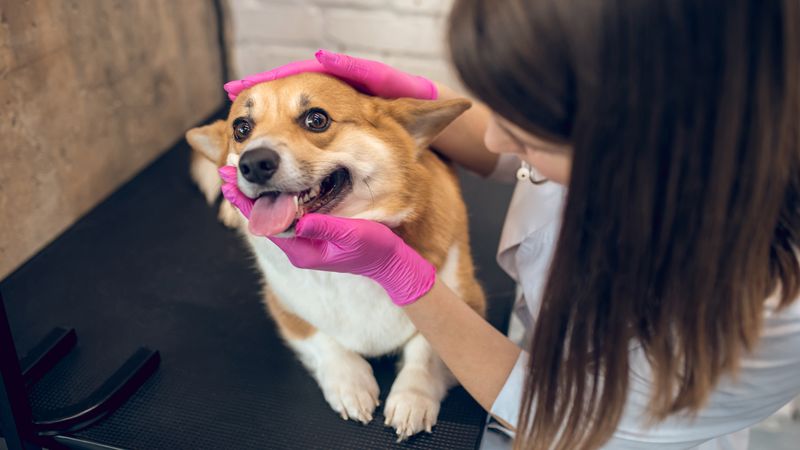 Dental Health Check