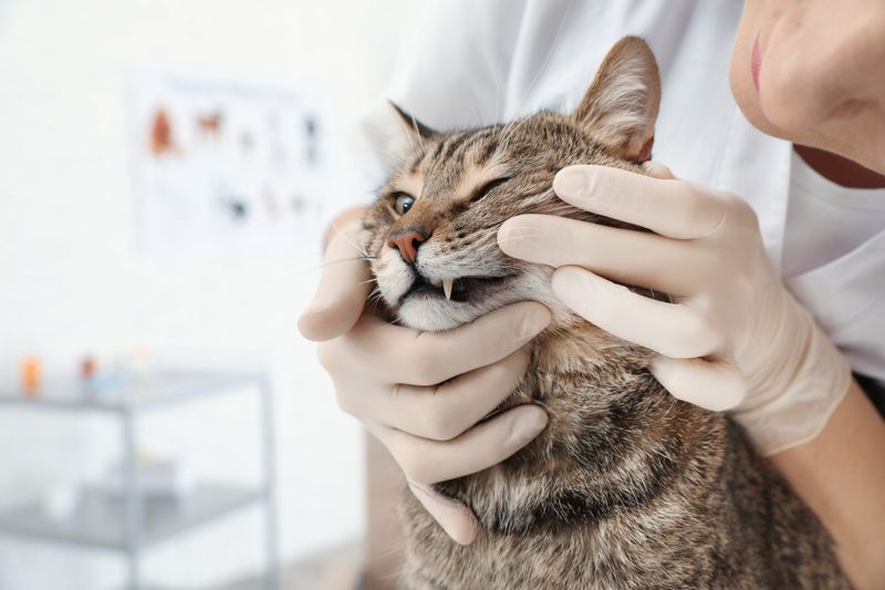 Dental Health Check