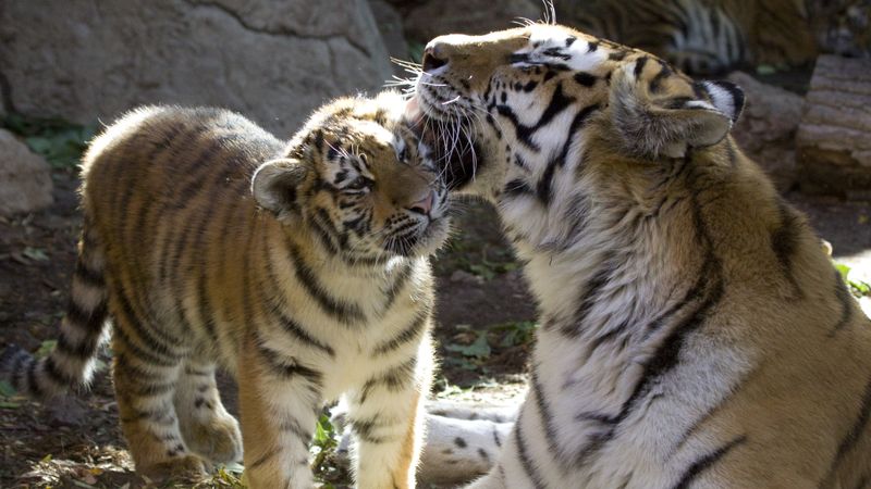 Denver Zoo