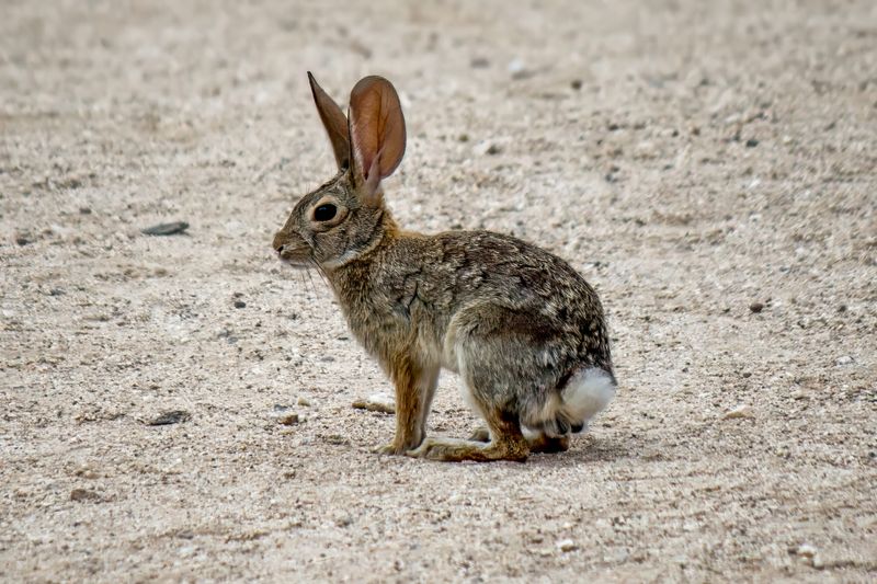 Desert Cottontail