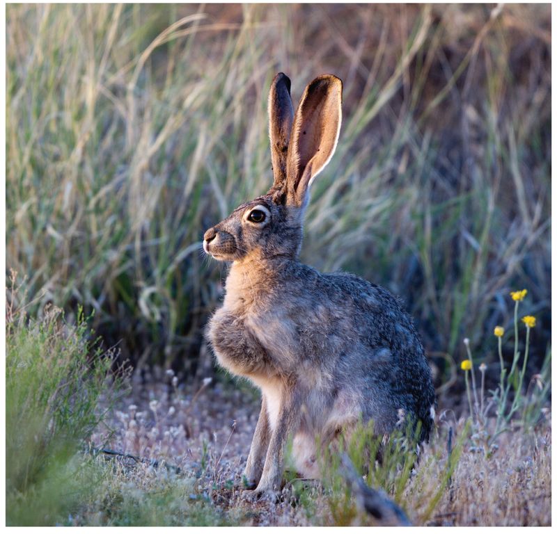 Desert Cottontail