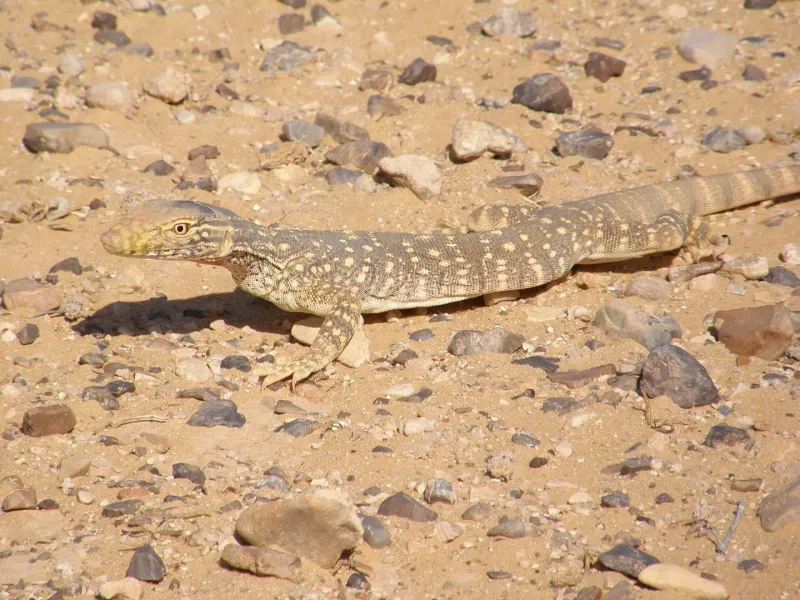 Desert Monitor's Drought Resilience