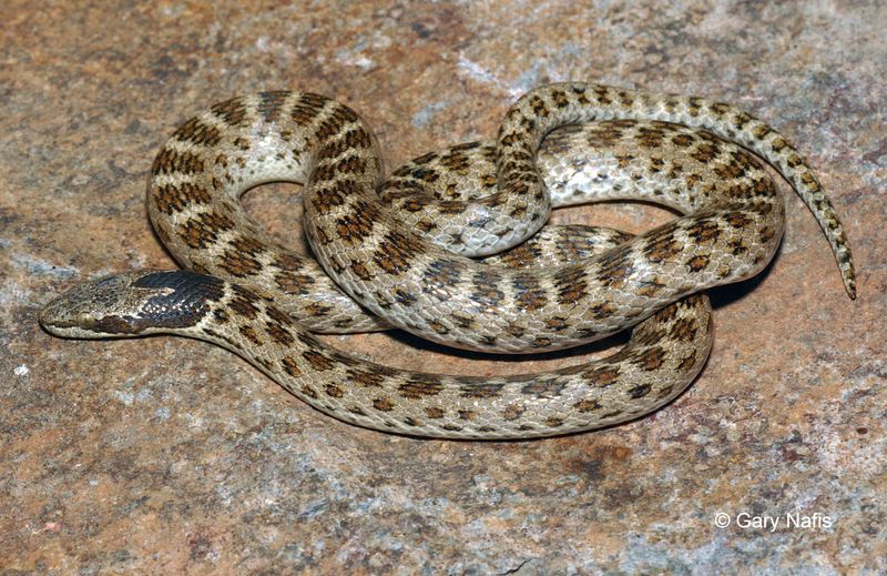 Desert Nightshade Viper