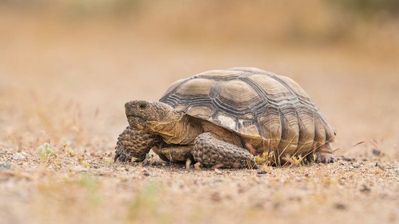 Desert Tortoise