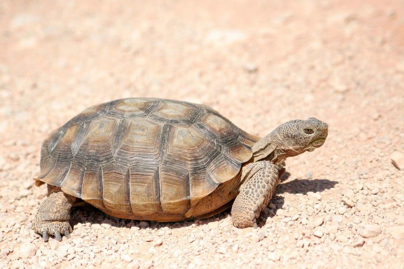 Desert Tortoise's Longevity