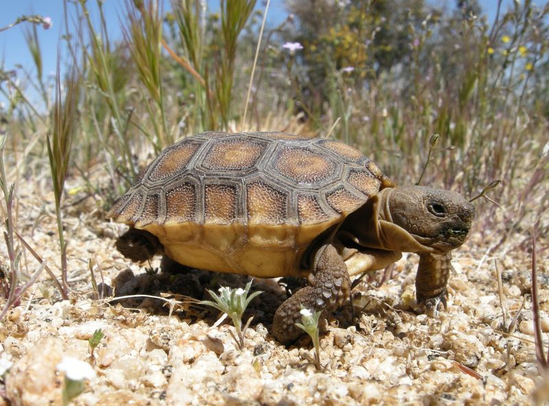 Desert Tortoise