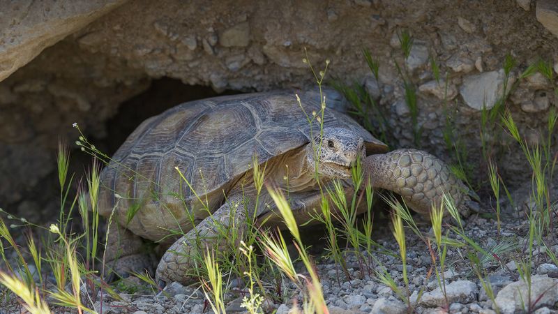 Desert Tortoise