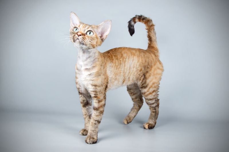 Devon Rex