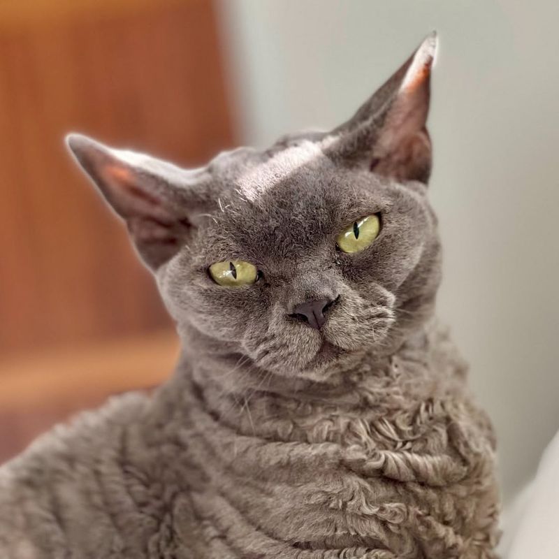 Devon Rex