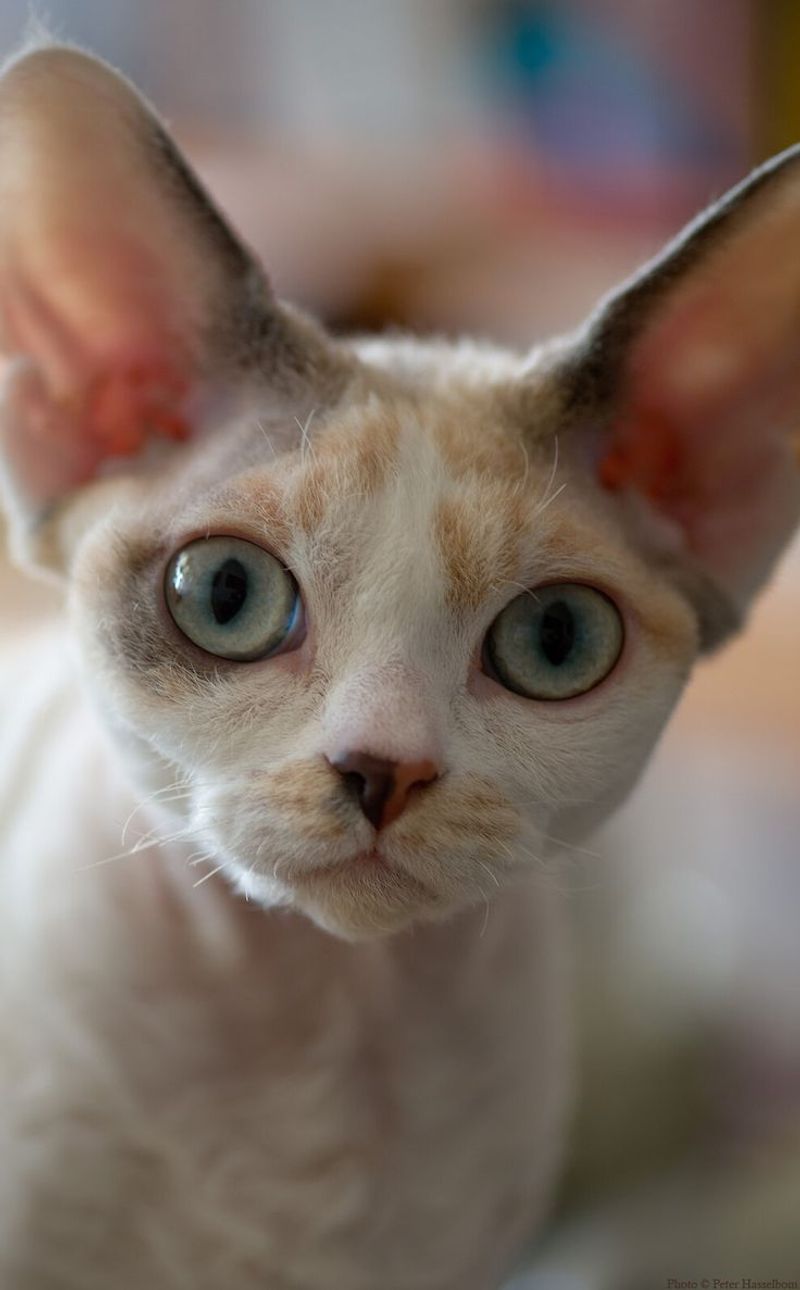 Devon Rex