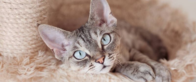 Devon Rex