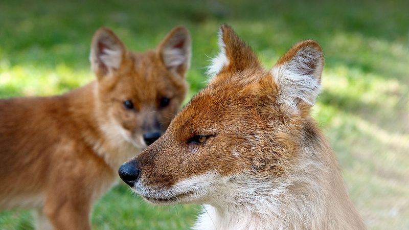 Dhole