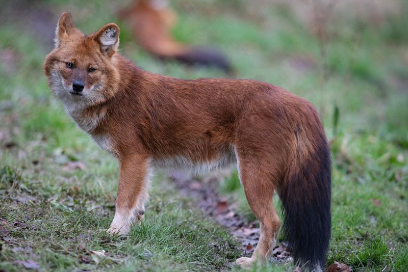 Dhole