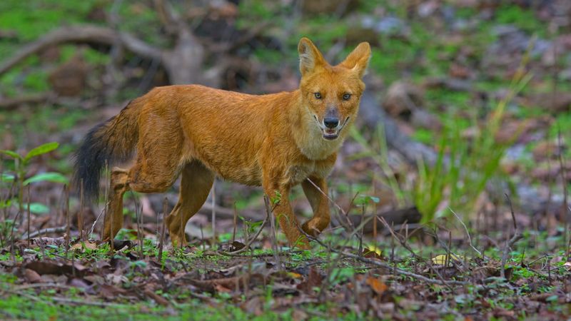 Dhole