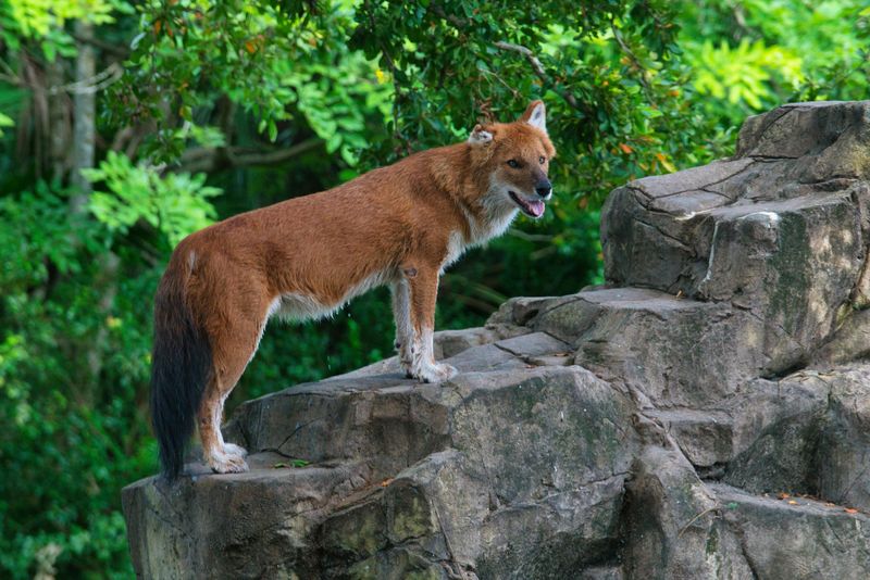 Dhole