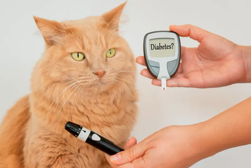 Diabetes Management