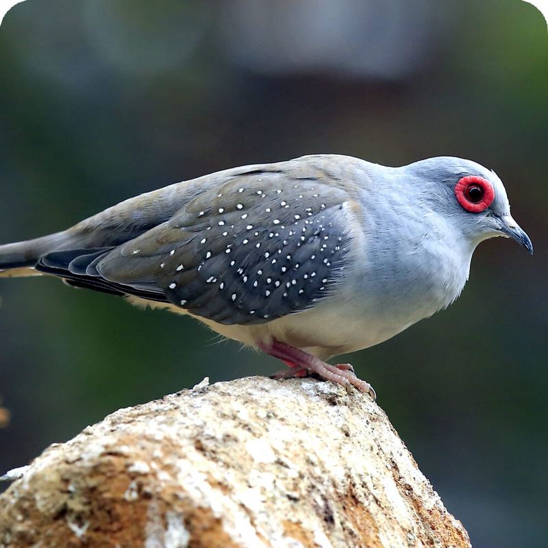 Diamond Dove